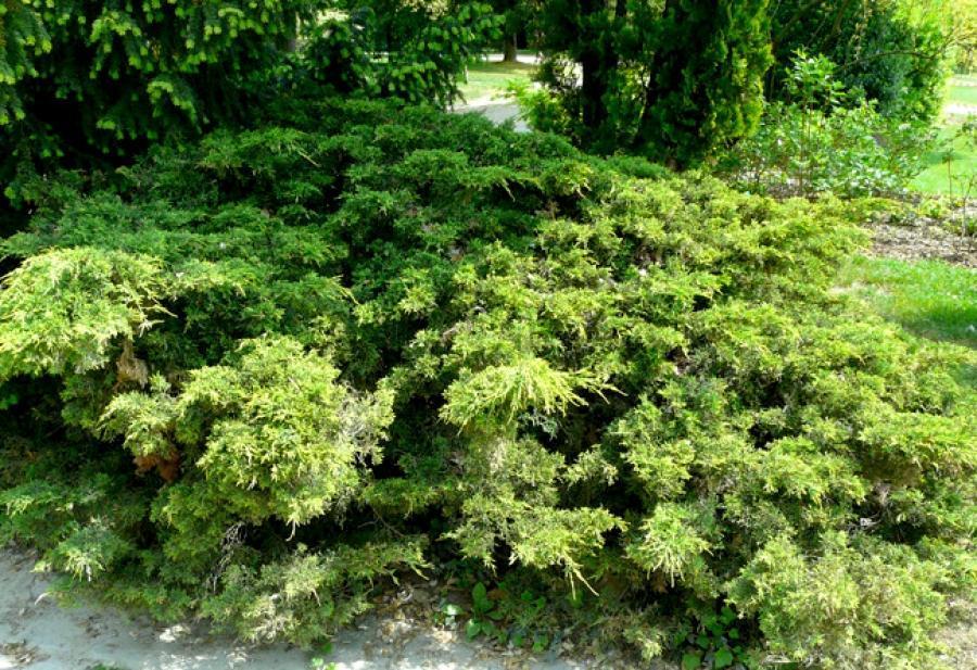 Превью изображения