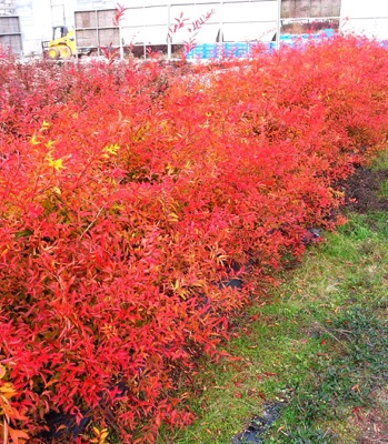 Превью изображения