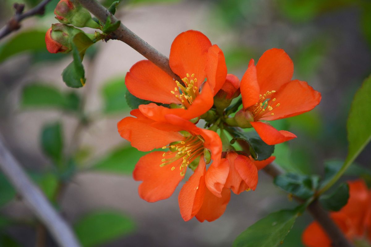 Превью изображения