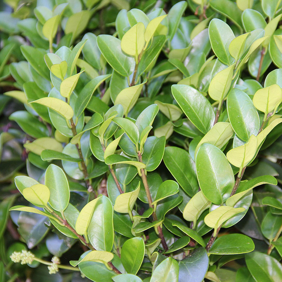 Превью изображения