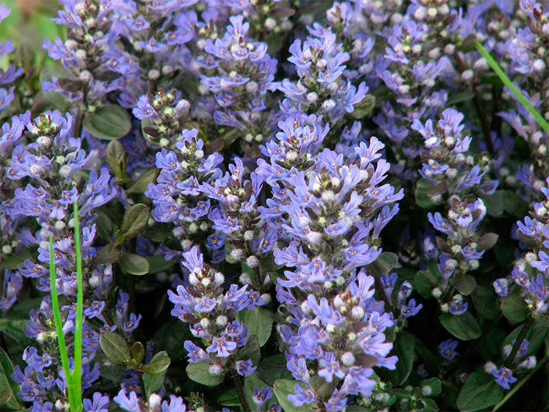 Превью изображения