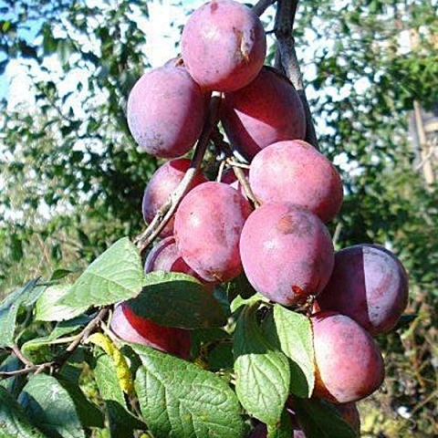 Превью изображения
