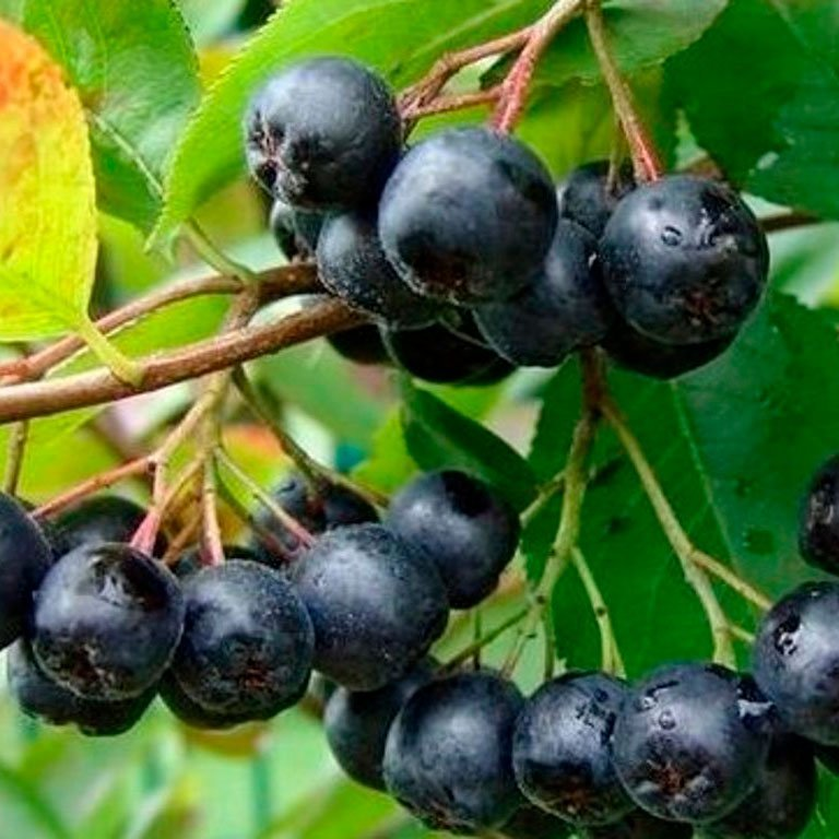 Превью изображения