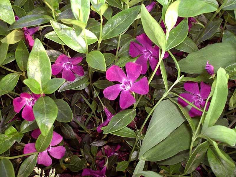 Превью изображения