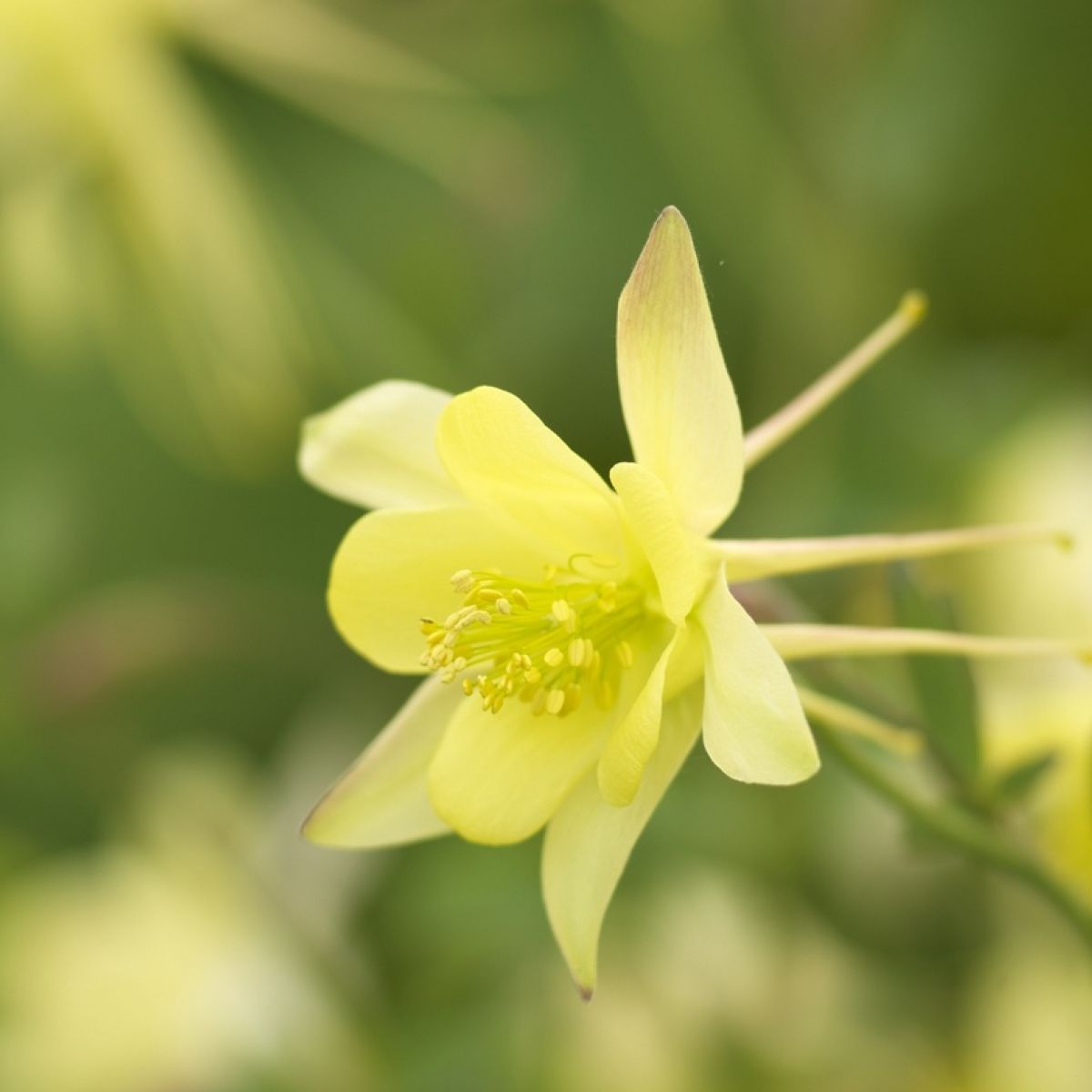 Превью изображения