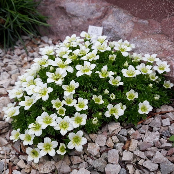 Превью изображения