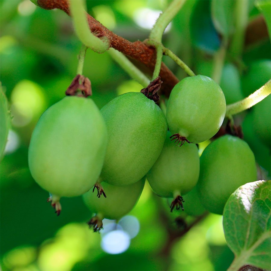 Превью изображения