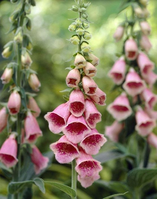 Превью изображения