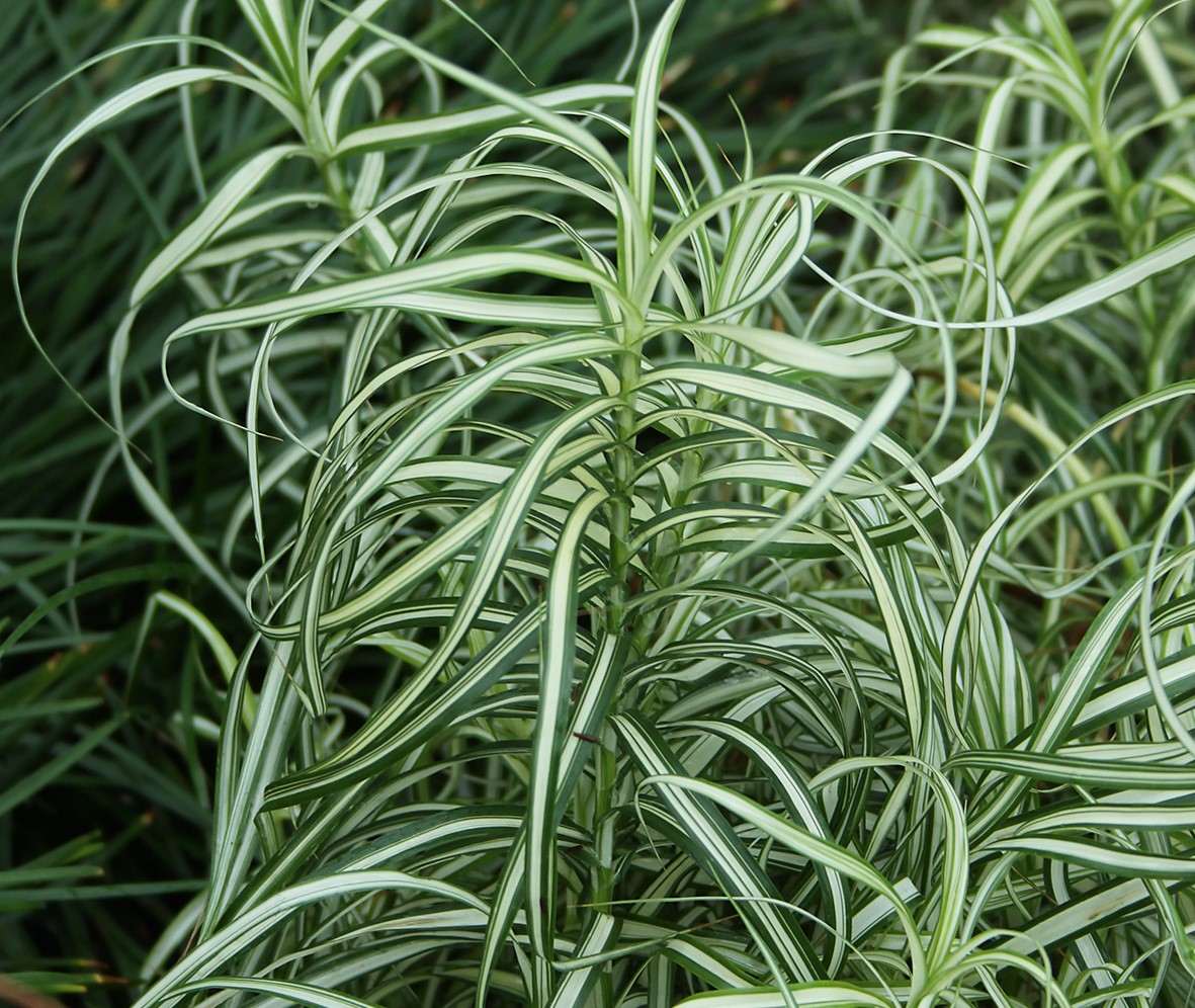 Превью изображения