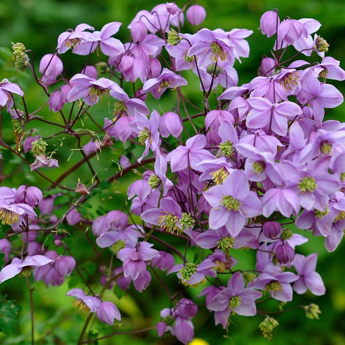 Превью изображения