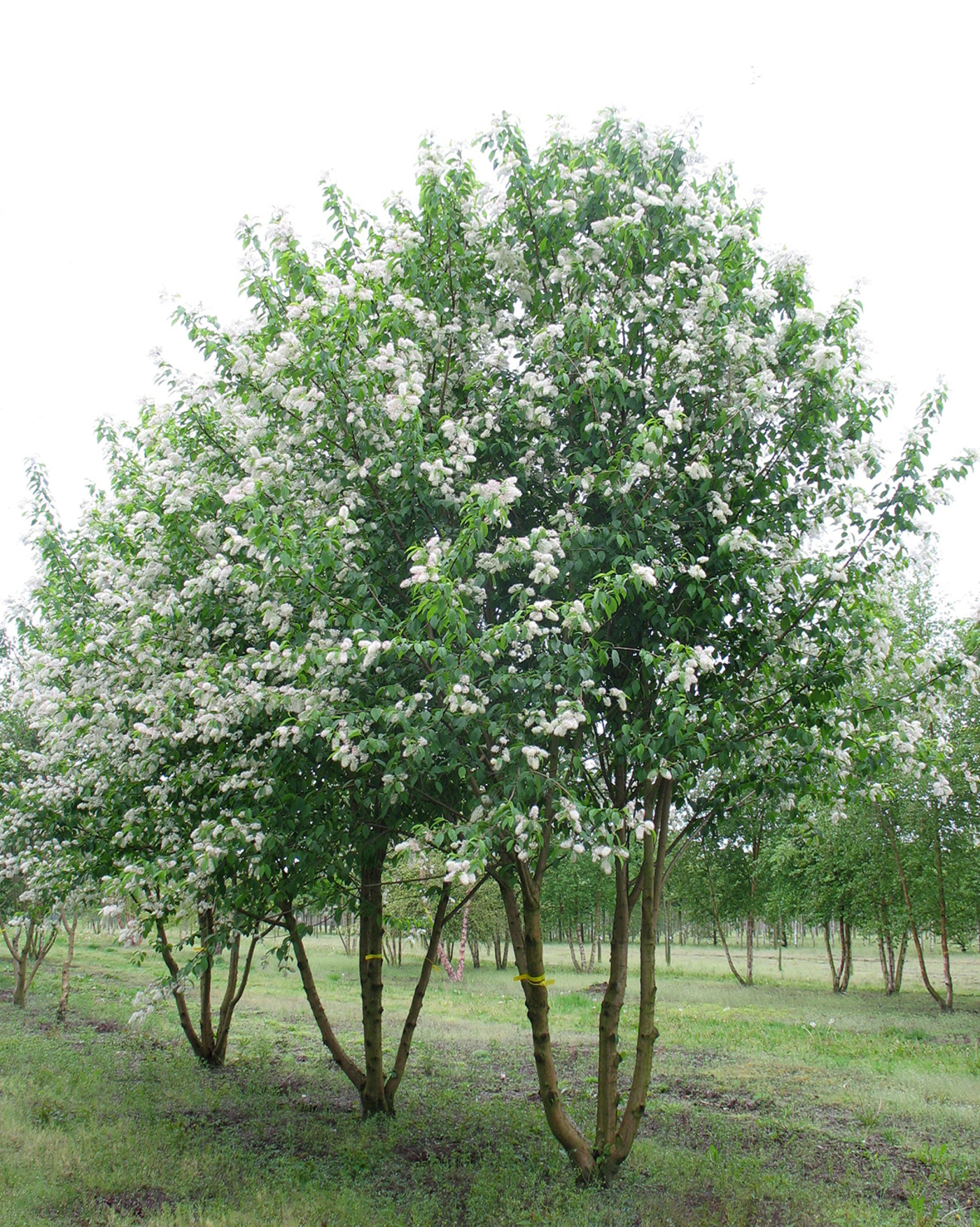 Превью изображения