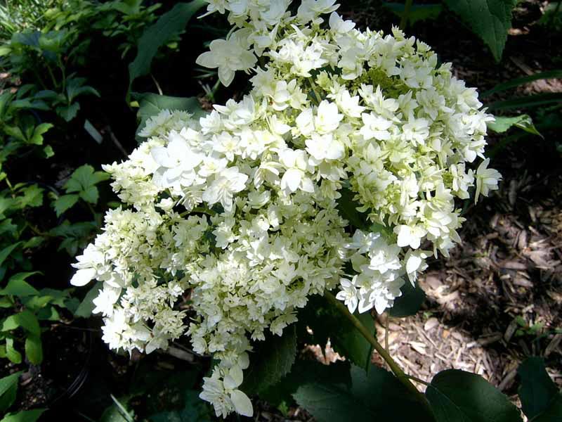 Превью изображения