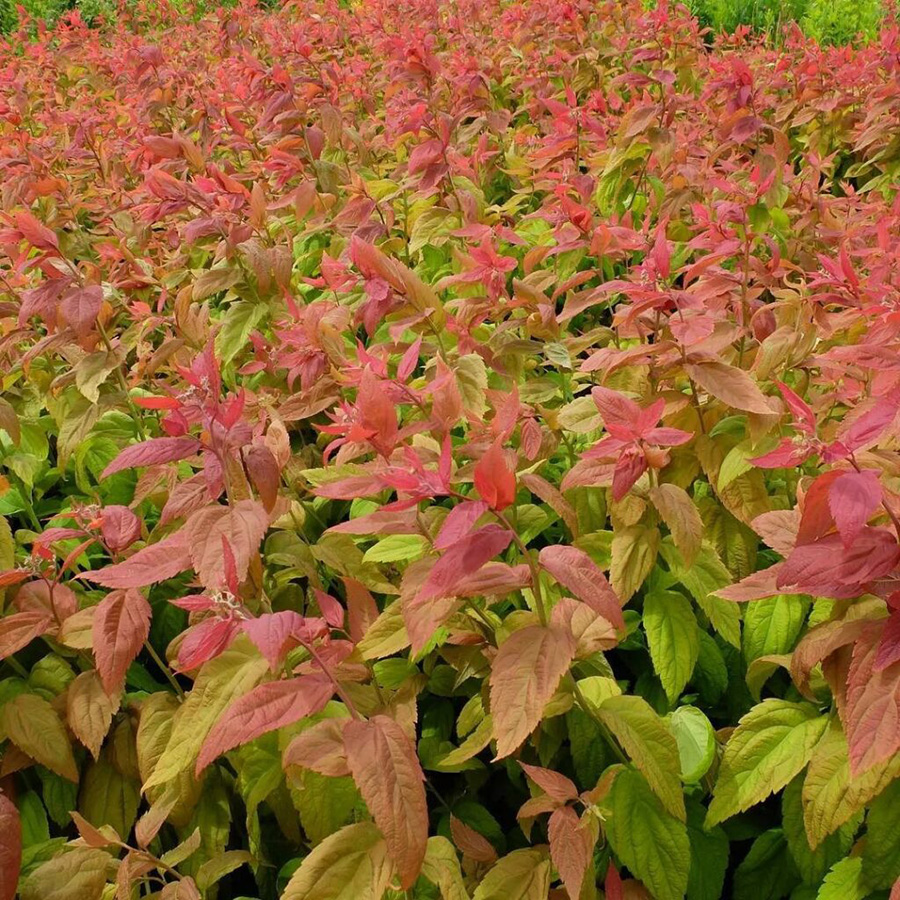 Превью изображения