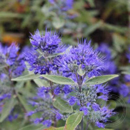 Превью изображения