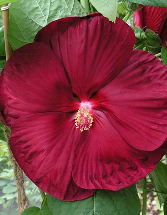 Превью изображения