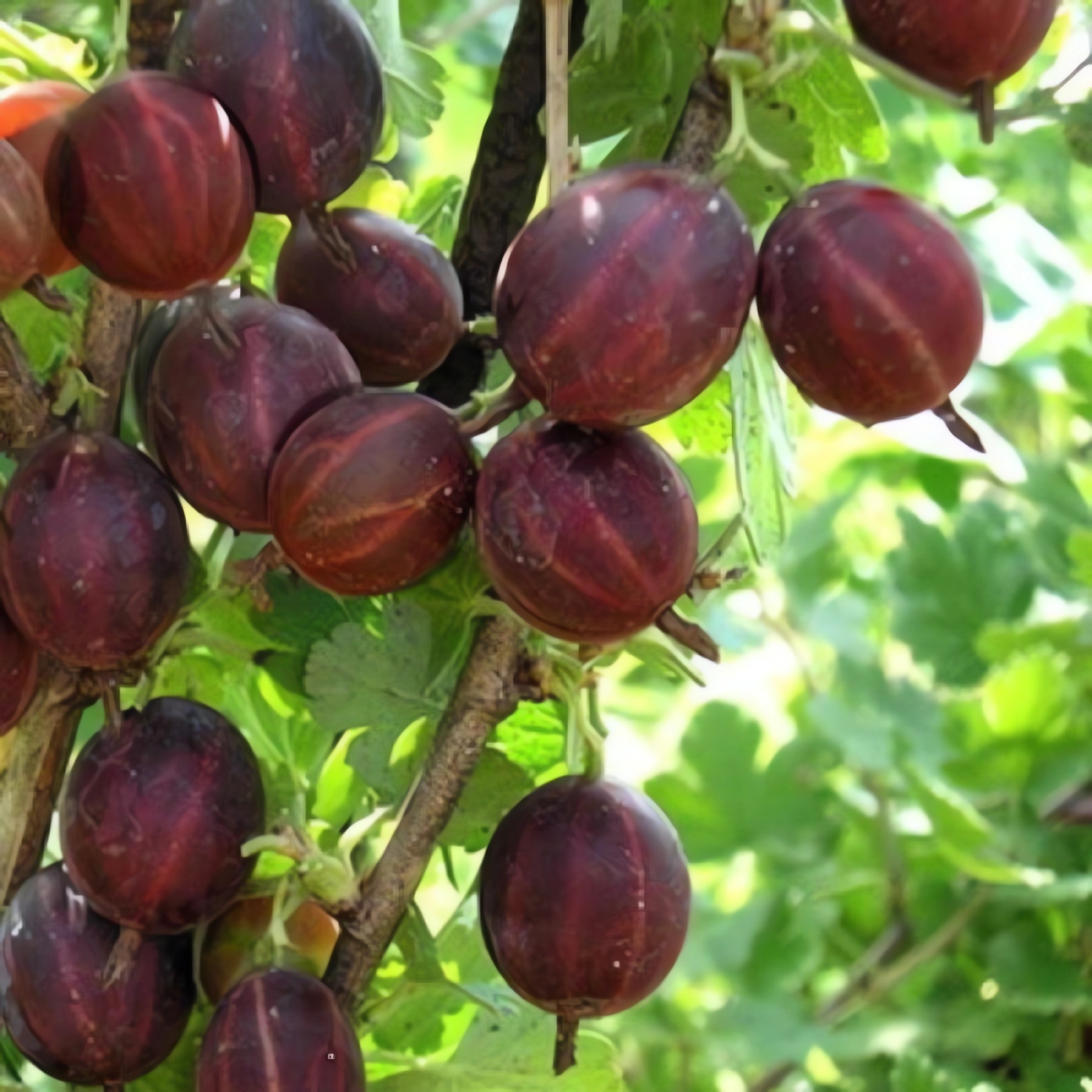 Превью изображения