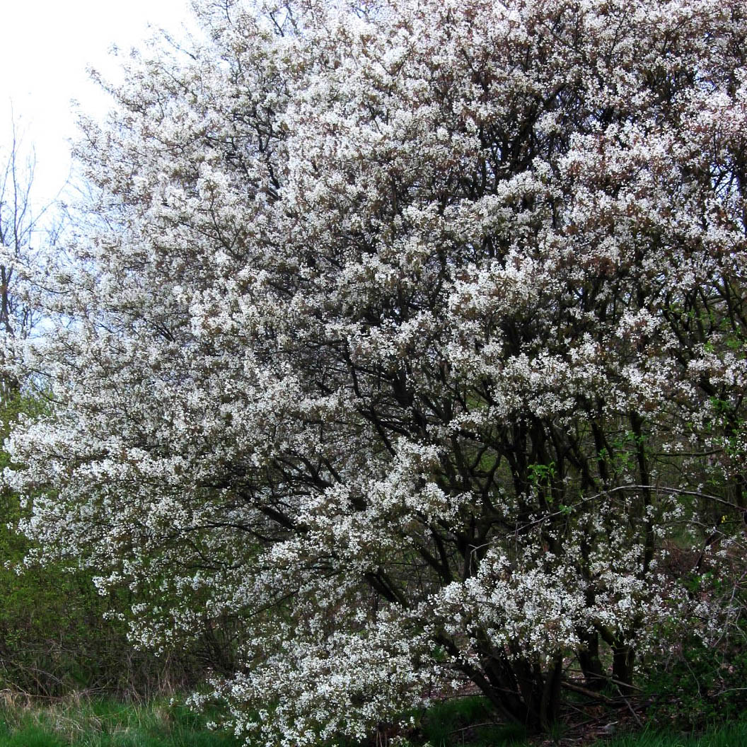 Превью изображения