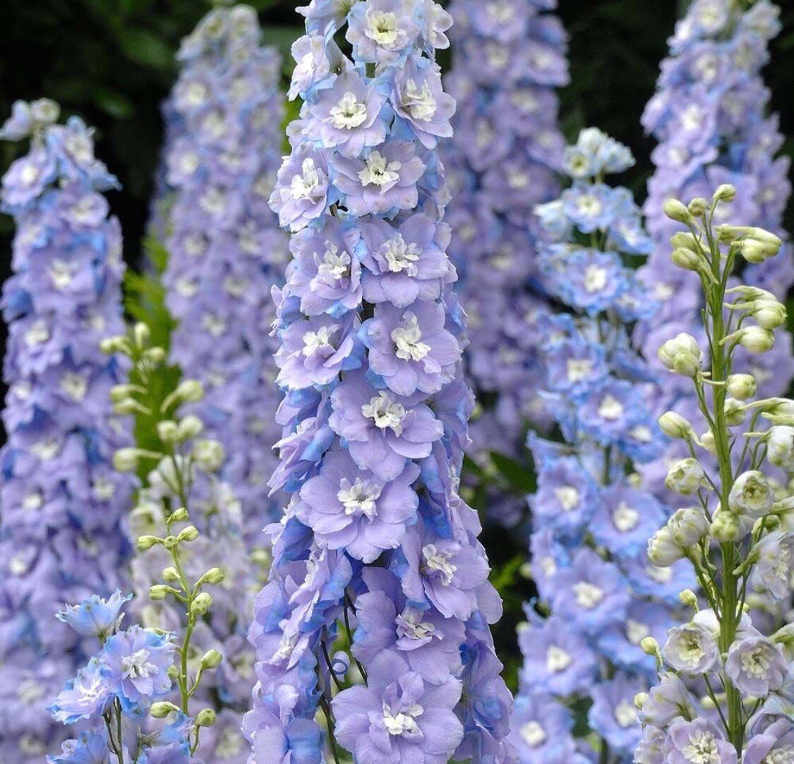 Превью изображения