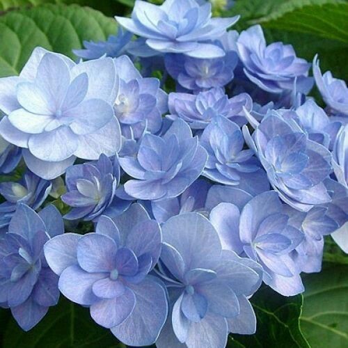 Превью изображения