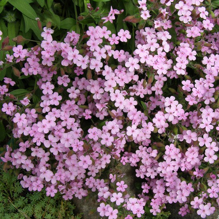 Превью изображения