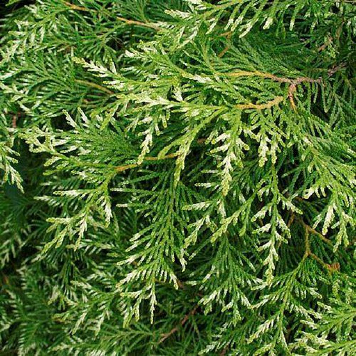 Превью изображения