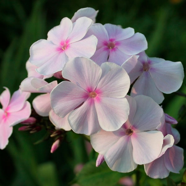 Превью изображения