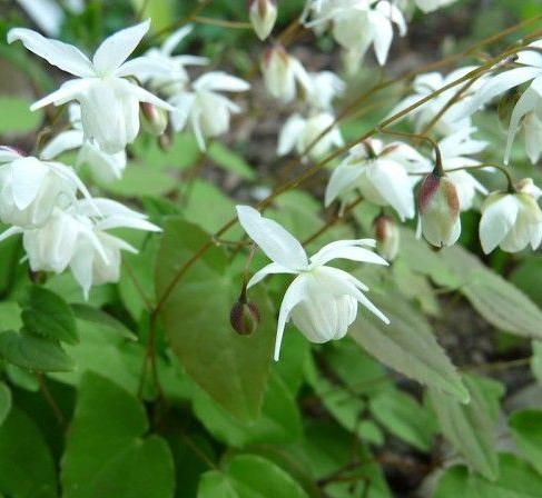 Превью изображения