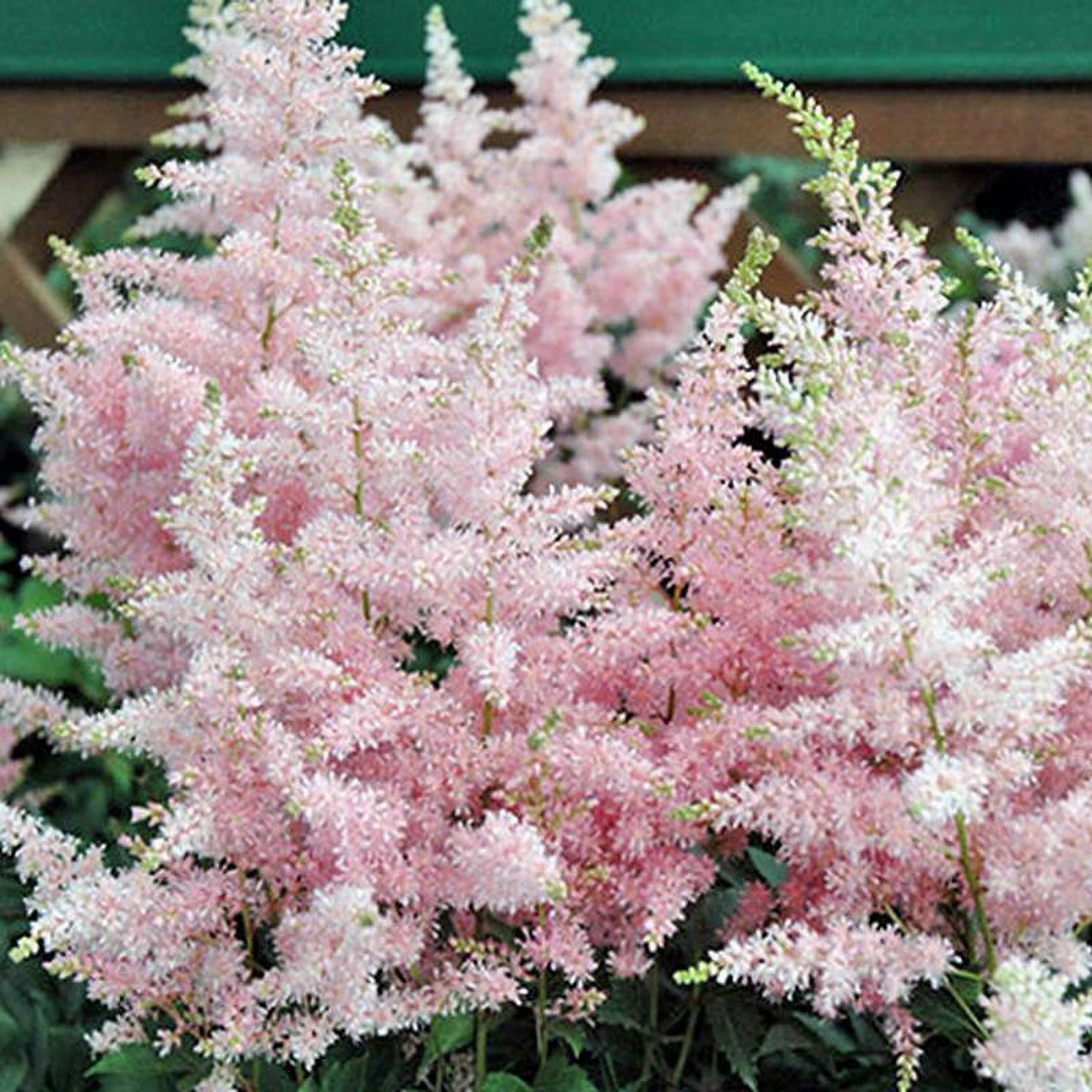 Превью изображения