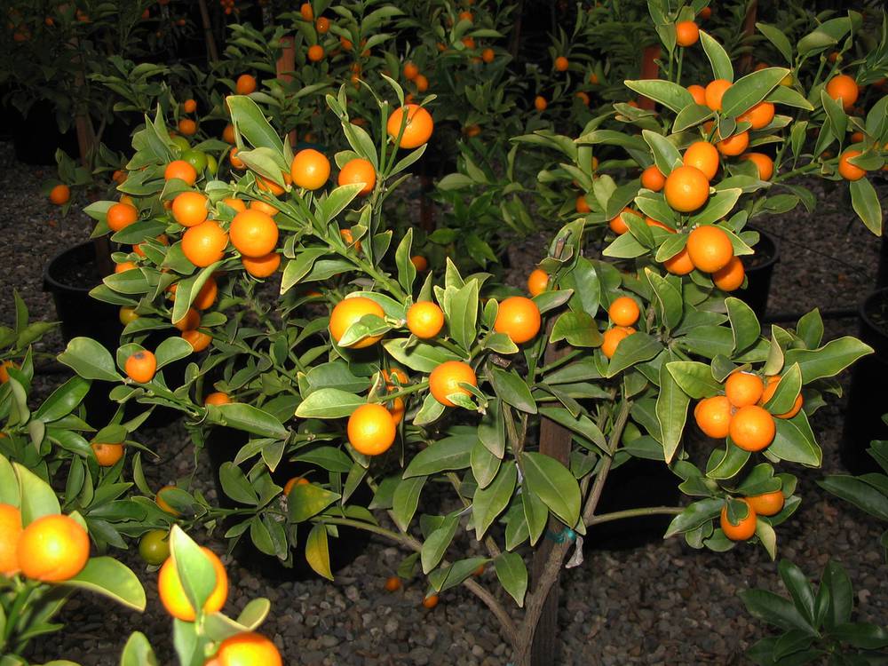 Превью изображения