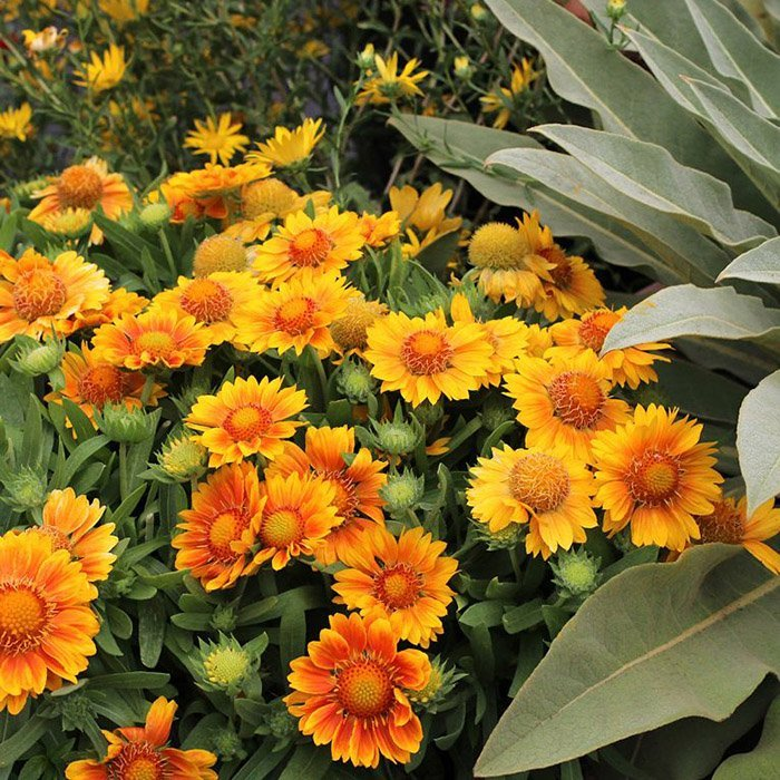 Превью изображения