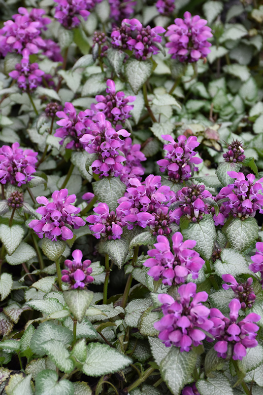 Превью изображения