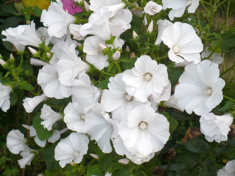 Превью изображения