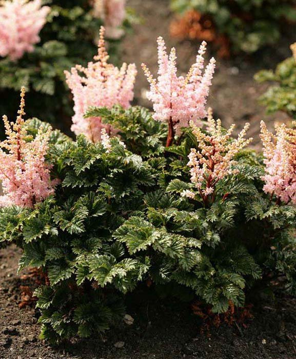 Превью изображения