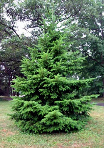 Превью изображения