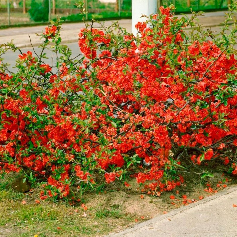 Превью изображения