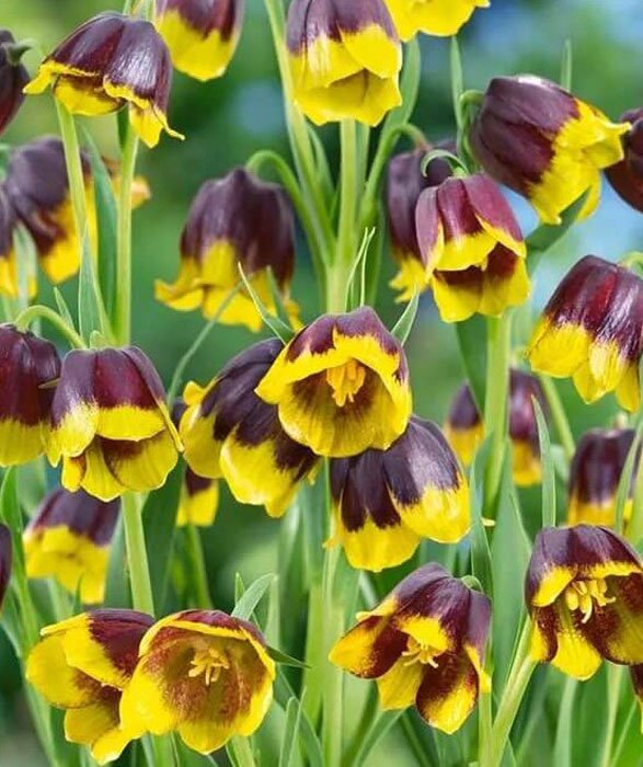 Превью изображения