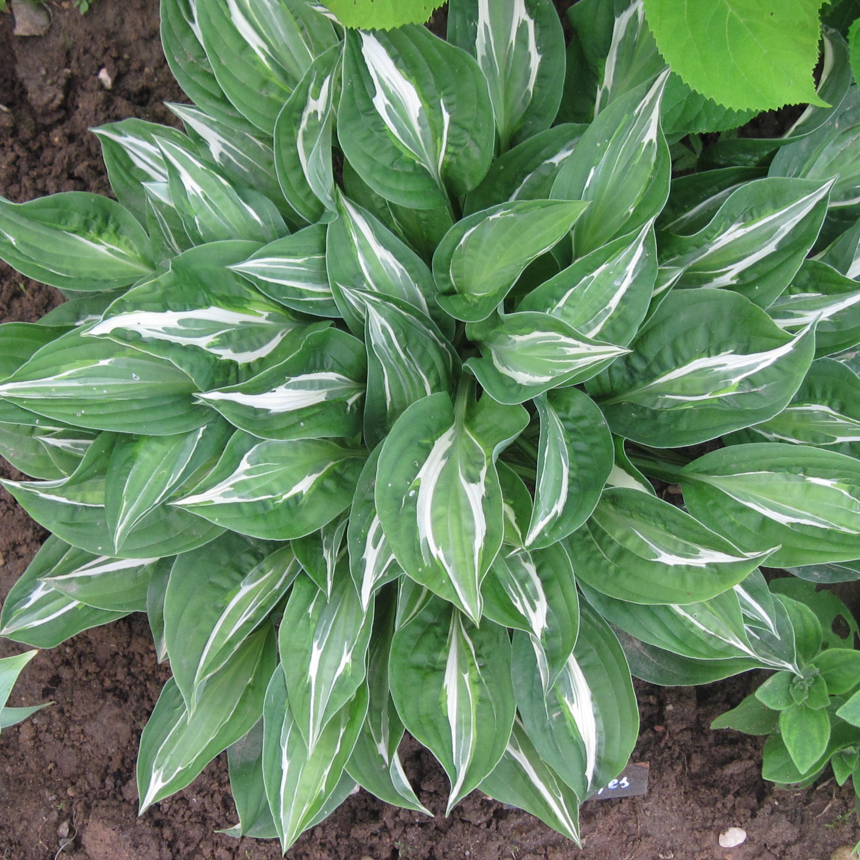 Превью изображения