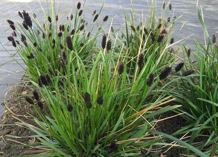 Превью изображения