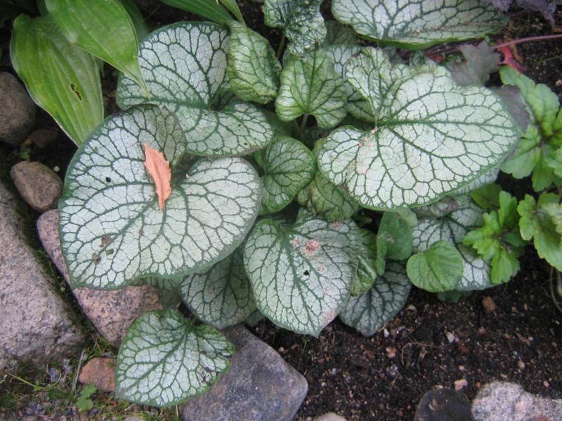 Превью изображения