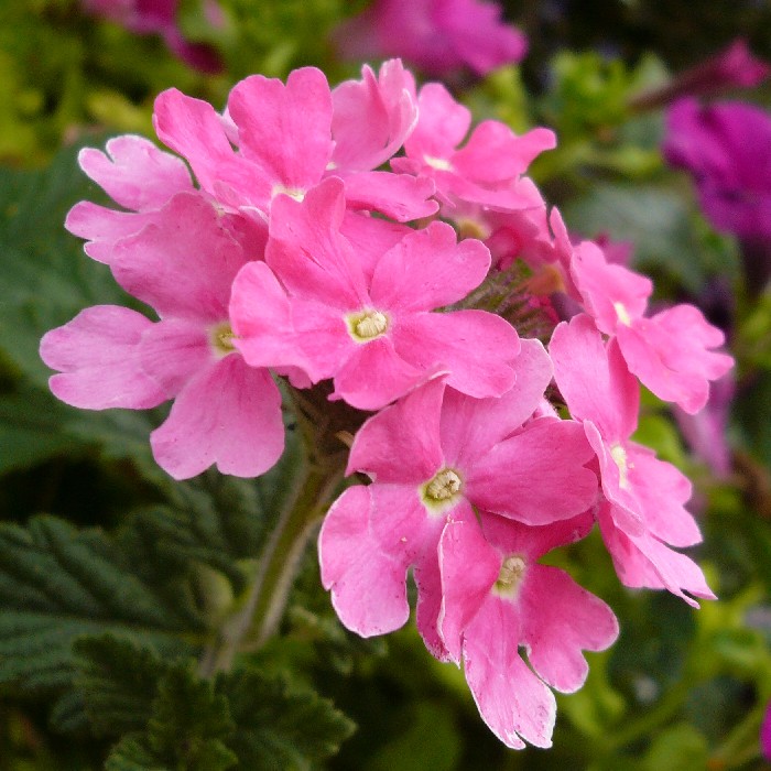 Превью изображения