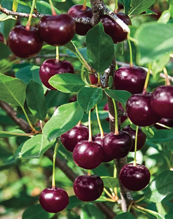 Превью изображения