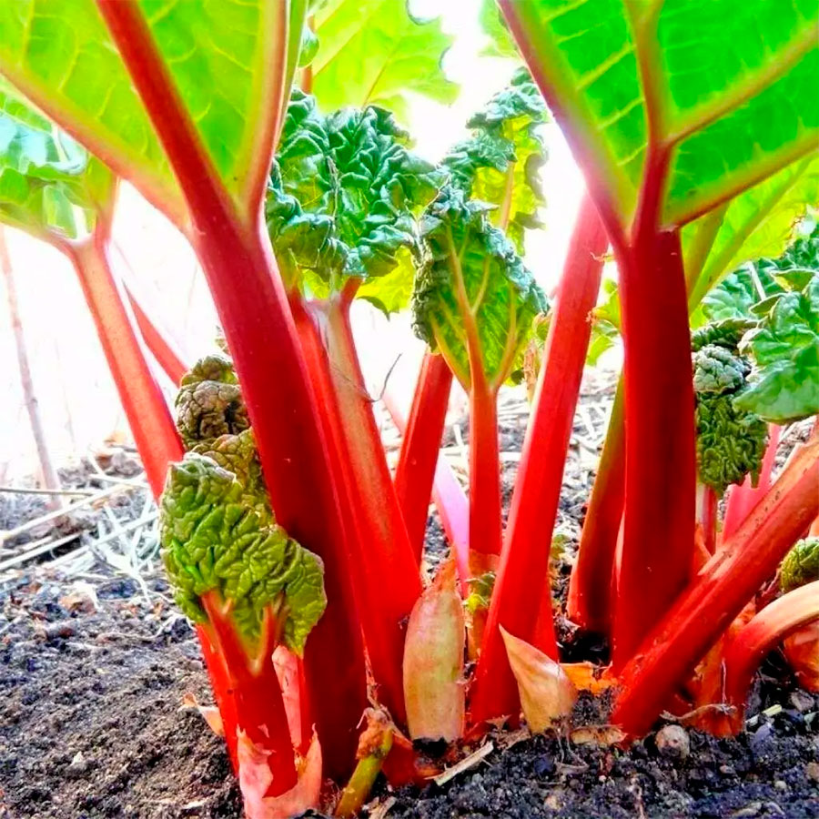 Превью изображения