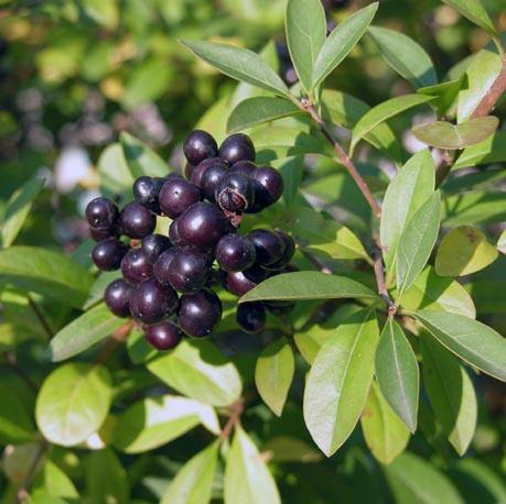 Превью изображения