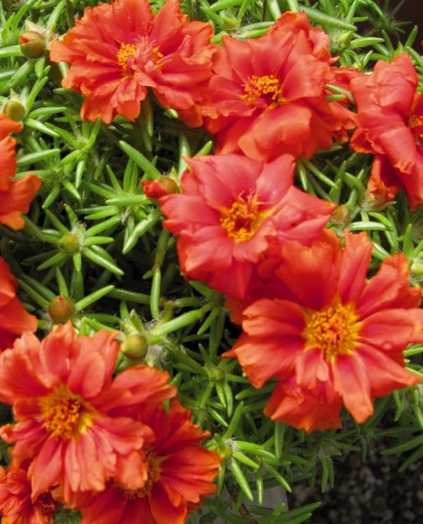 Превью изображения