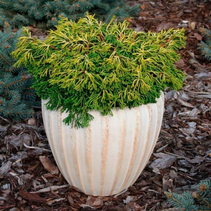 Превью изображения