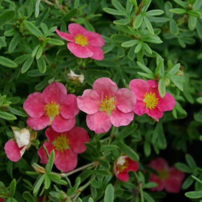 Превью изображения