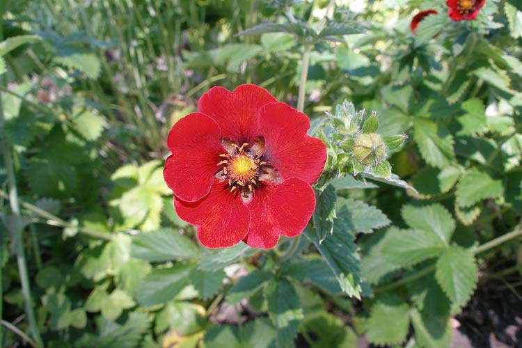 Превью изображения