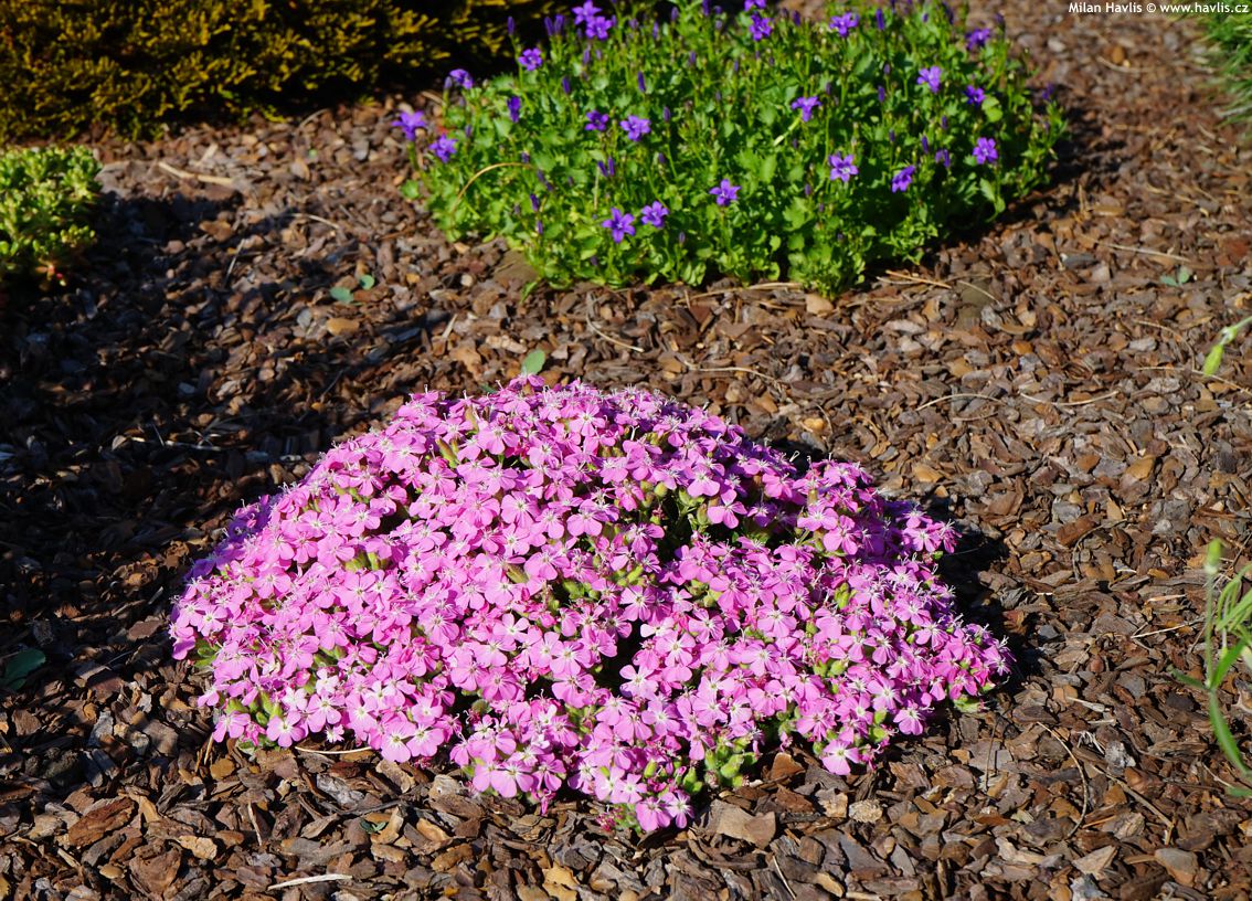 Превью изображения