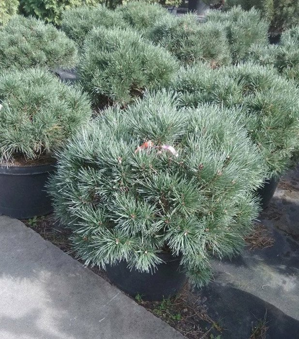 Превью изображения