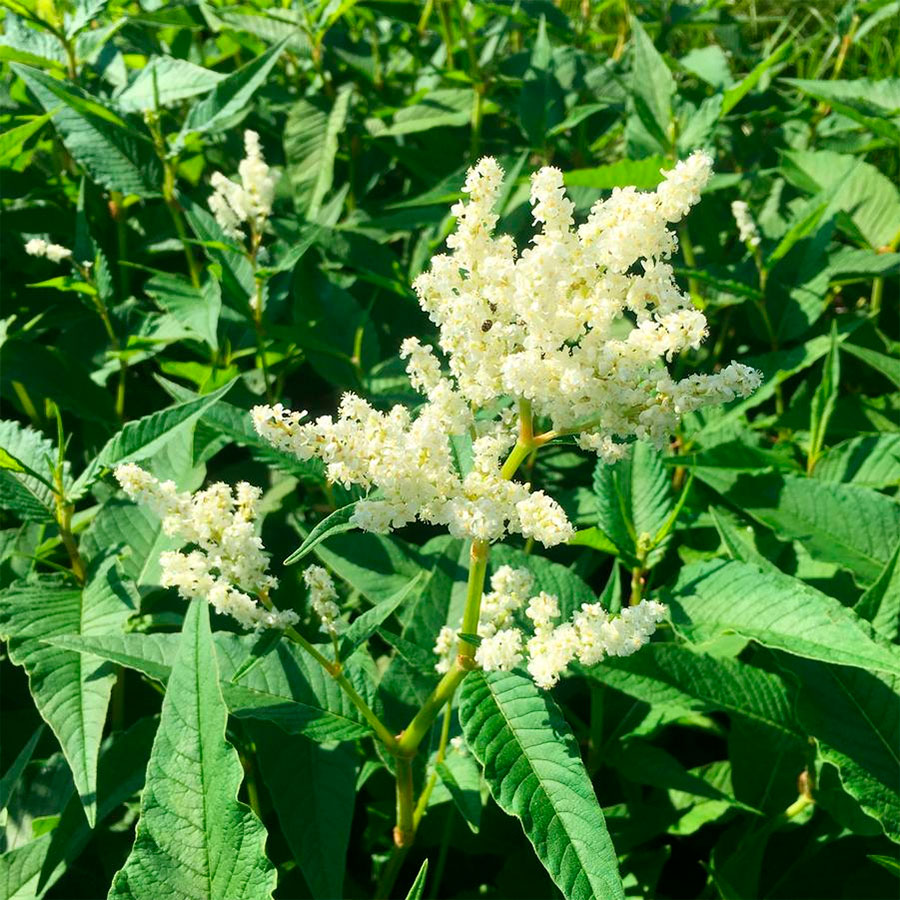 Превью изображения